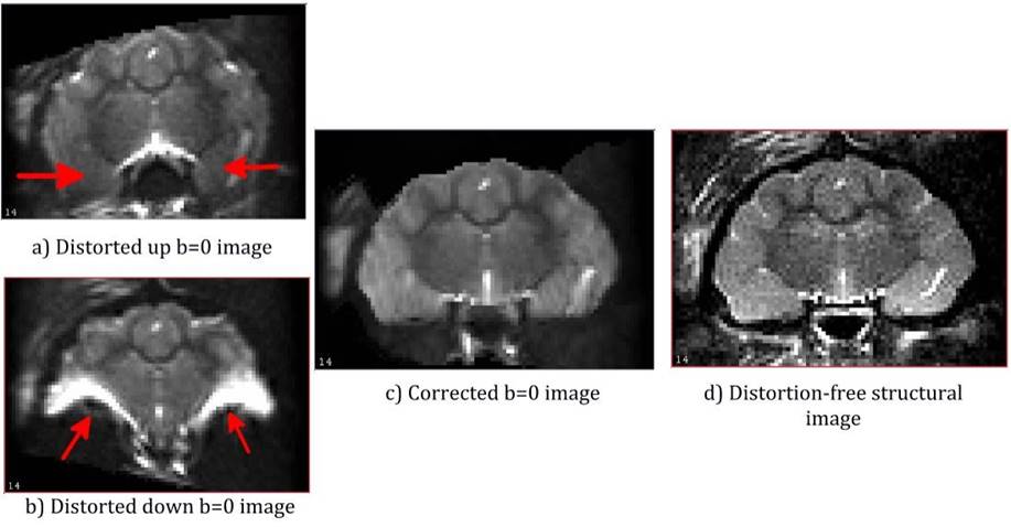 11.17. image of Animal data example: In-vivo ferret dataset with extreme disortions